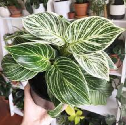 Philodendron Birkin - 6&quot;