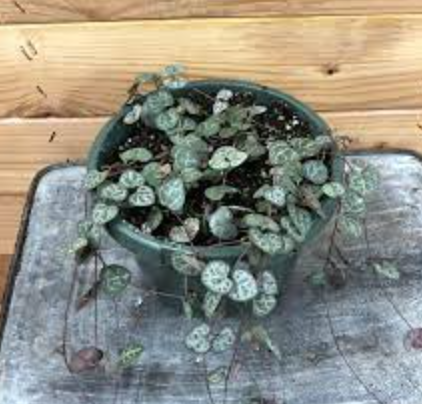 Ceropegia woodii (String of Hearts) - 6&quot;