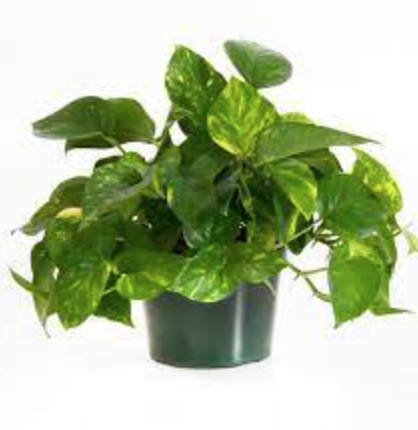 Golden Pothos  - 8&quot;