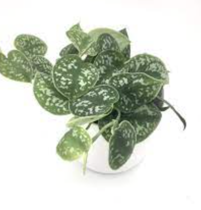 Scindapsus pictus &#39;Exotica&#39; Pothos - 6&quot;