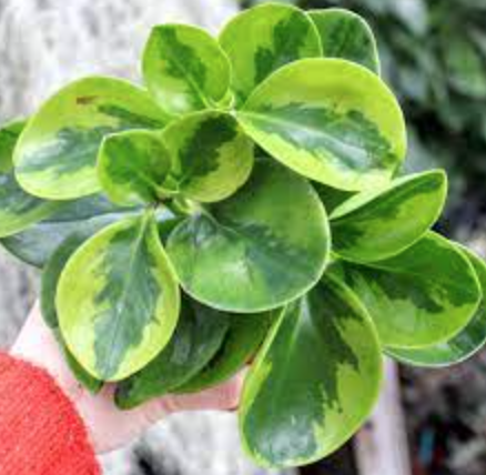 Peperomia obtusifolia &#39;Lemon Lime&#39; - 6&quot;