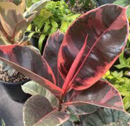 Ficus elastica &#39;Ruby&#39; (Rubber Plant) - 6&quot;