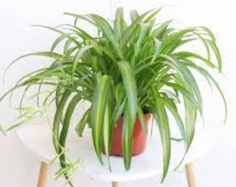 Chlorophytum comosum (Hawaiian Spider Plant) - 6&quot;