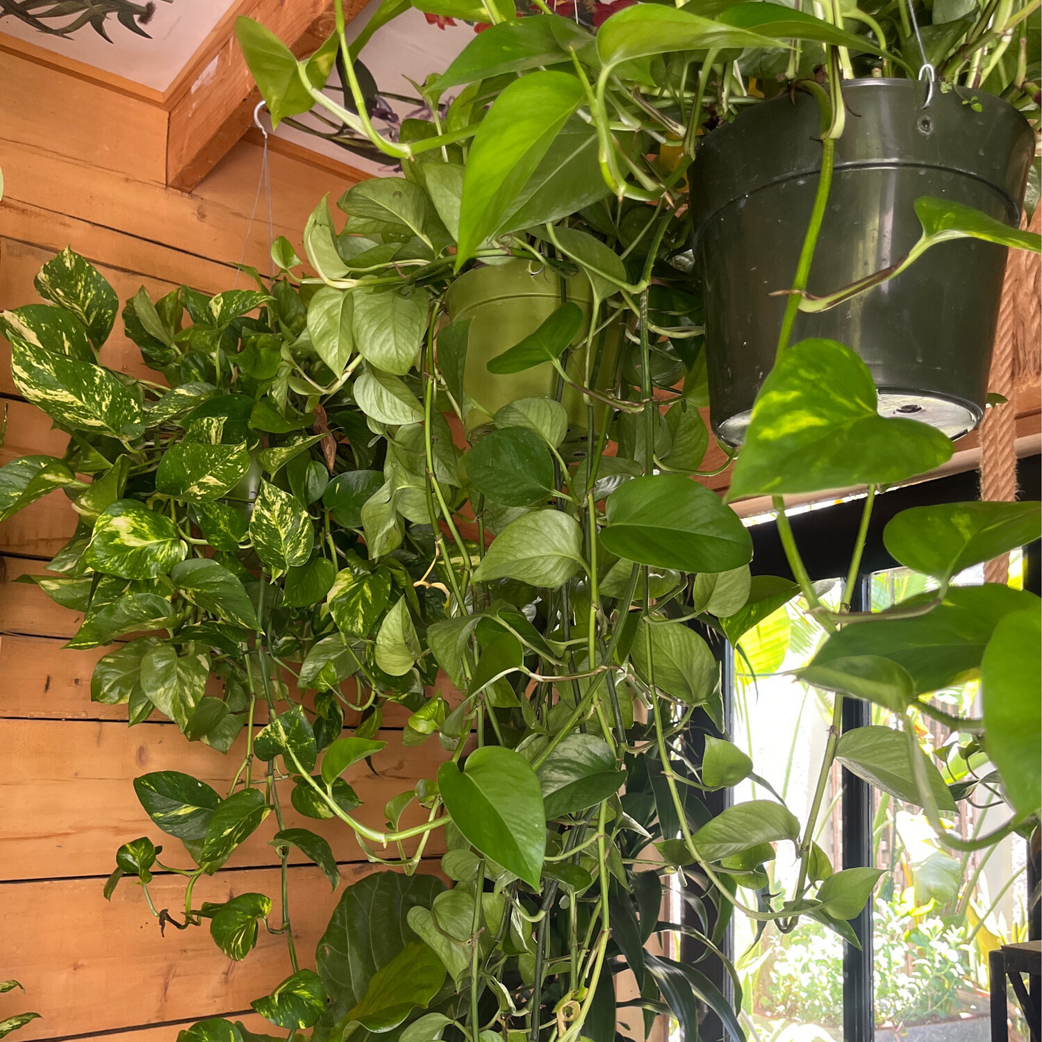 Pothos Long  - 6&#39;&#39;