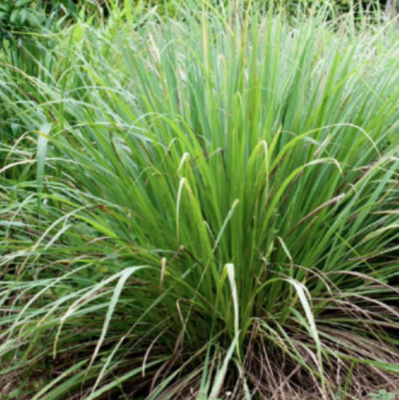 Lemongrass - 4&quot;
