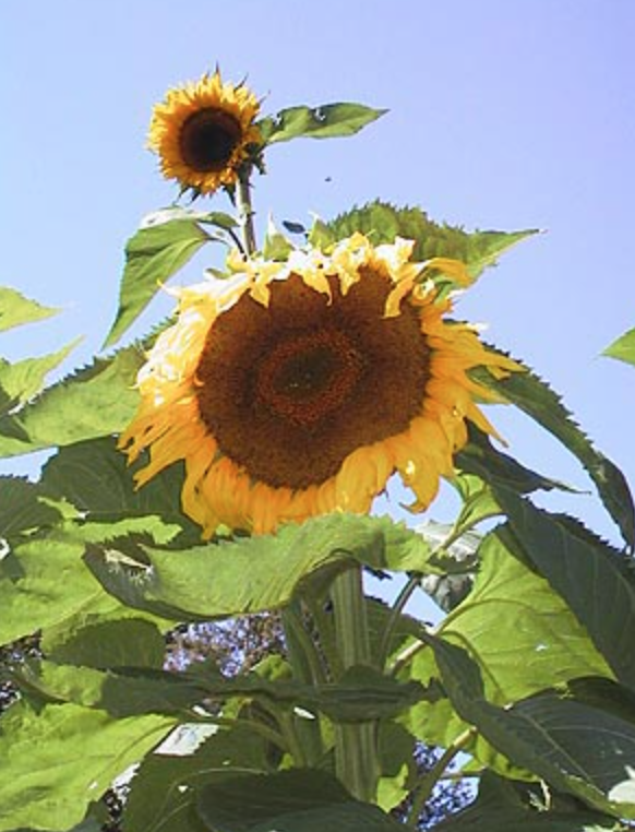 Sunflower &#39;Gigantea&#39; - 4&quot;
