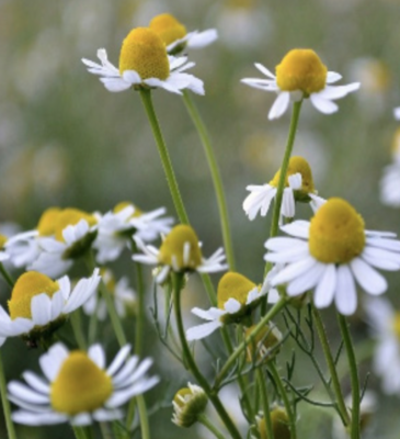 Chamomile &#39;German&#39; - 4&quot; (CG)