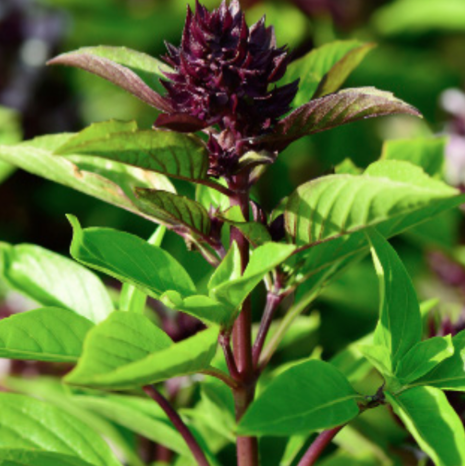 Basil &#39;Sweet Thai&#39; - 4&quot;