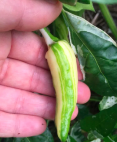 Fish Pepper - 1g