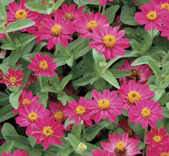 Zinnia &#39;Profusion Cherry&#39; - 6pk