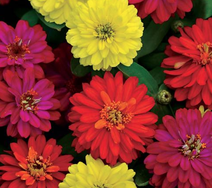 Zinnia &#39;Zahara Double Brillant Mix&#39; - 6pk