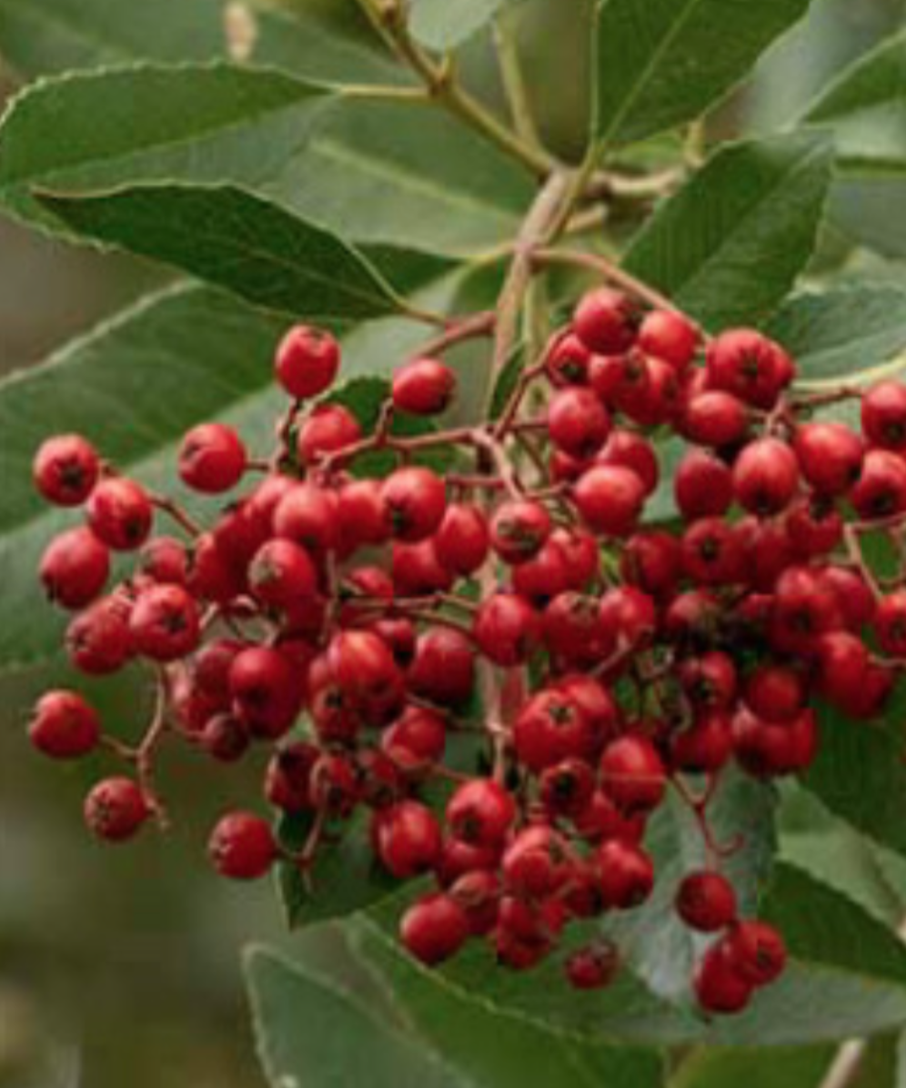 Heteromeles arbutifolia (Toyon) - 1g