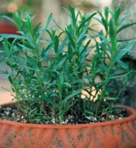 Tarragon &#39;French&#39; - 1g