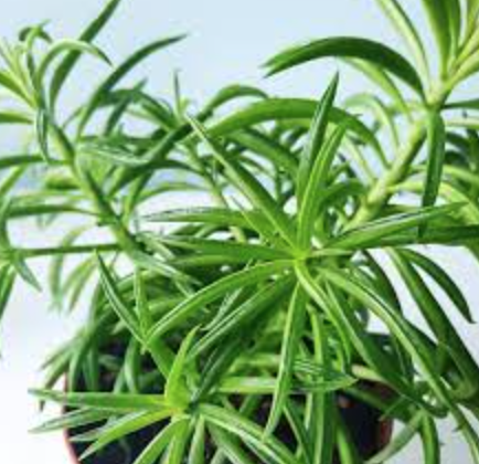 Peperomia &#39;Green Bean&#39; - 6&quot;