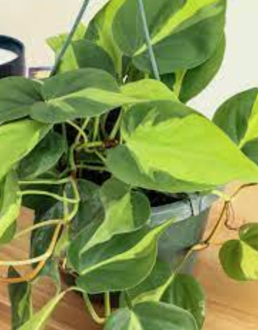 Philodendron cordatum &#39;Brasil&#39; - 8&quot;