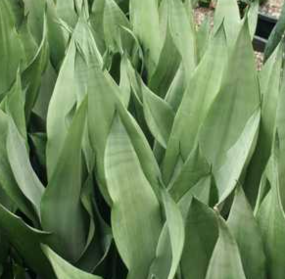 Sansevieria Moonshine - 8&quot;