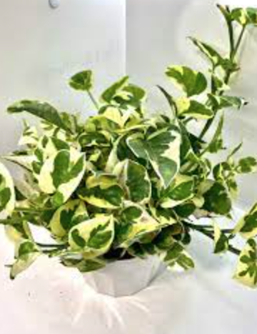 Epipremnum aureum &#39;N Joy&#39; (Pothos) - 6&quot;