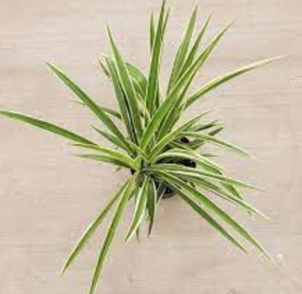 Chlorophytum comosum (Irish Spider Plant) - 4&quot;
