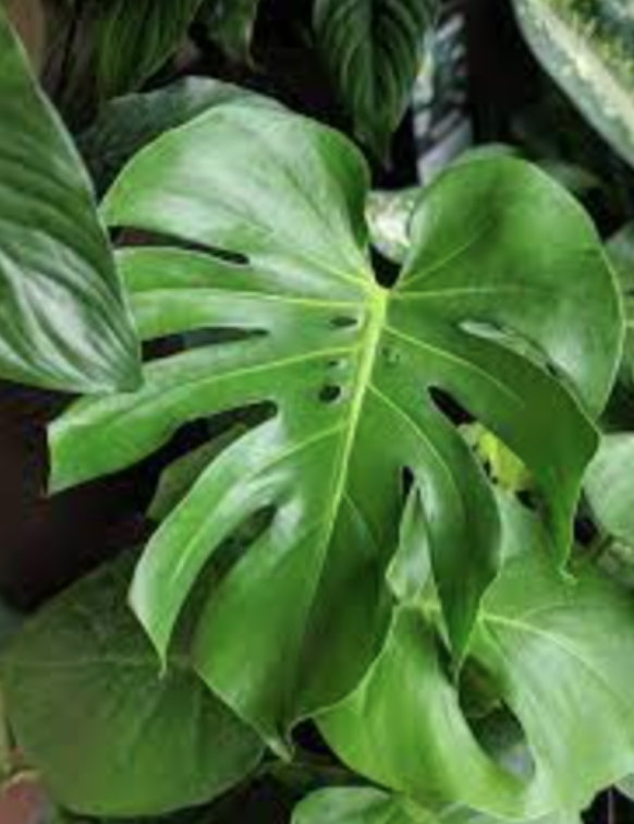 Monstera &#39;Split Leaf&#39; (Pole) - 10&quot;