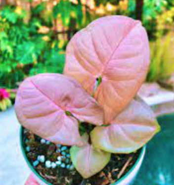 Syngonium Podophyllum (Neon) - 4&quot;