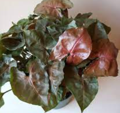 Syngonium Podophyllum (Maria Allusion) - 4&quot;