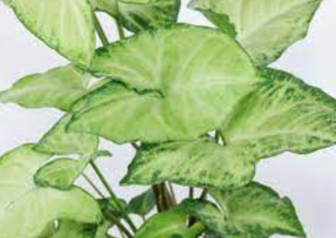 Syngonium Podophyllum (White Butterfly) - 4&quot;