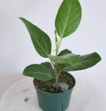 Ficus Audrey - 6&quot;