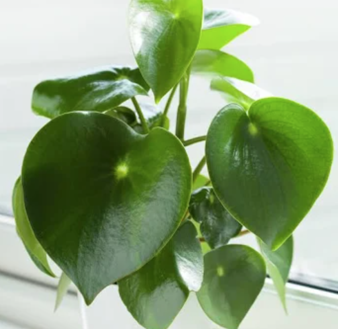 Peperomia &#39;Raindrop&#39; - 6&quot;