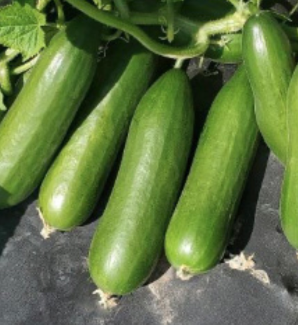 Cucumber &#39;Mini Me&#39; - 4&quot;
