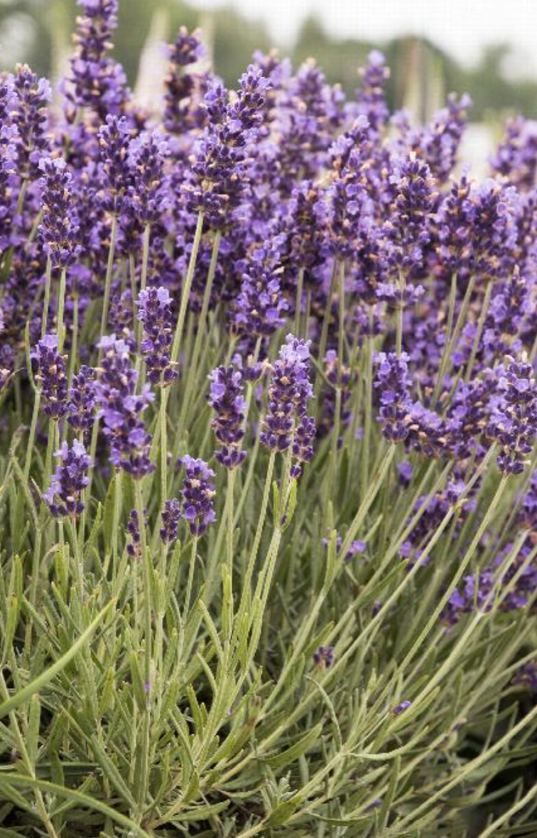 Lavender &#39;Hidcote Blue&#39; - 4&quot;