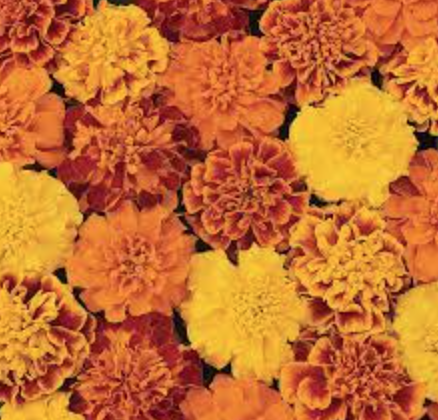 Marigold &#39;Bonanza Mix&#39; - 6pk