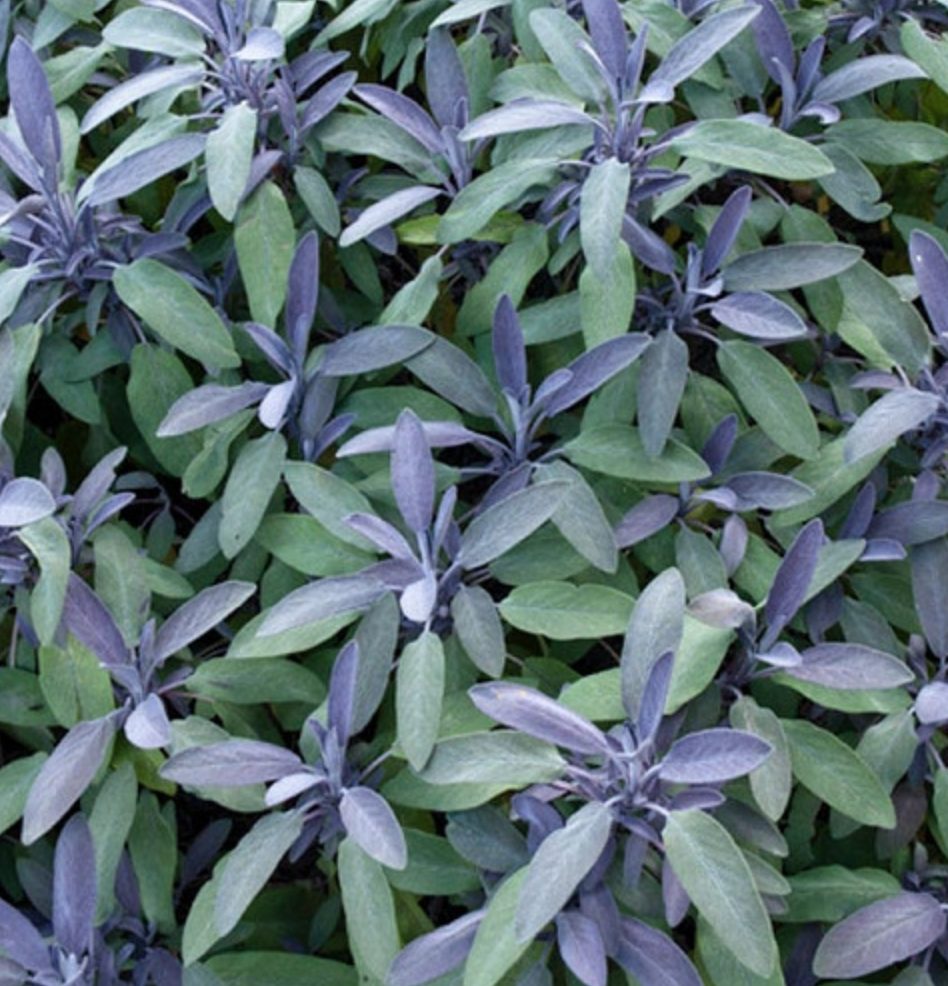Sage &#39;Purpurascens&#39; OG - 4&quot;
