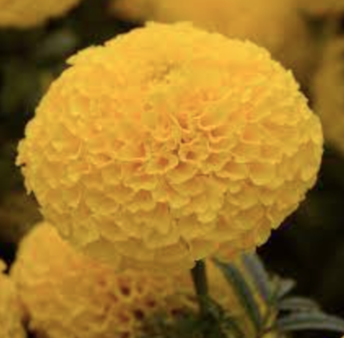 Marigold &#39;Taishan Yellow&#39; - 4&quot;