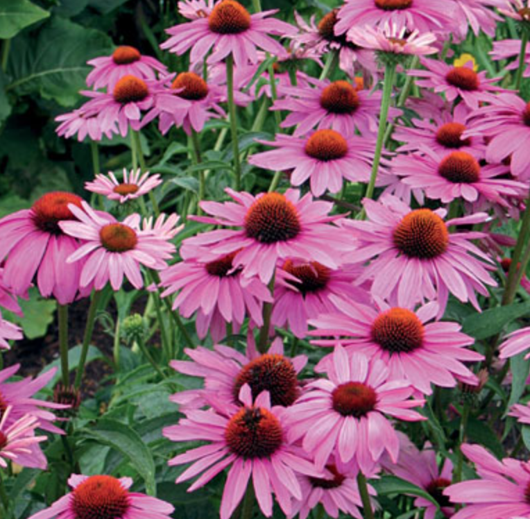 Echinacea &#39;Primadonna Deep Rose&#39; - 6pk