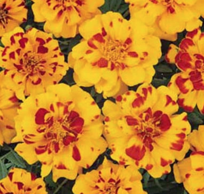 Marigold &#39;Durango Bolero&#39; - 6 pack