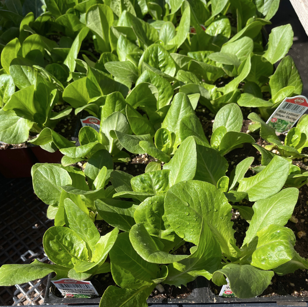 Lettuce &#39;Bibb&#39; - 6pk