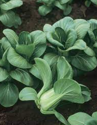 Bok Choy &#39;Mei Qing Choi&#39; OG - 4&quot;