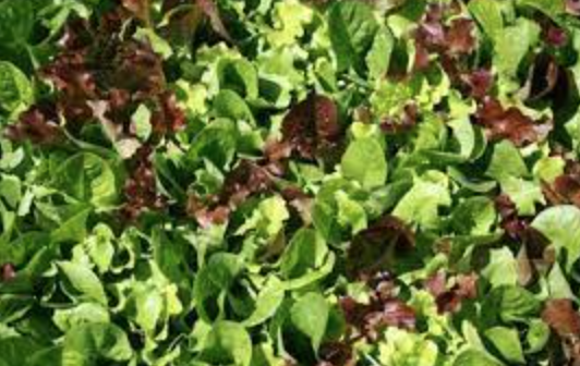 Lettuce &#39;Bistro Salad Blend&#39; - 6pk