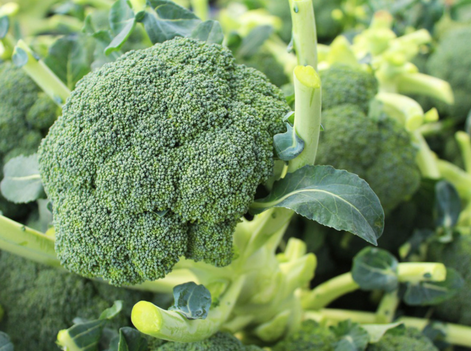 Broccoli &#39;Belstar&#39; OG - 4&quot;