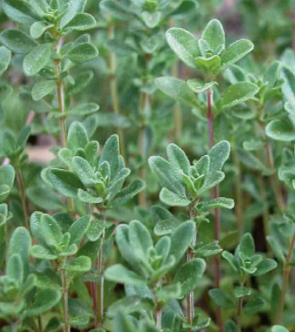 Thyme &#39;English&#39; - 4&quot;