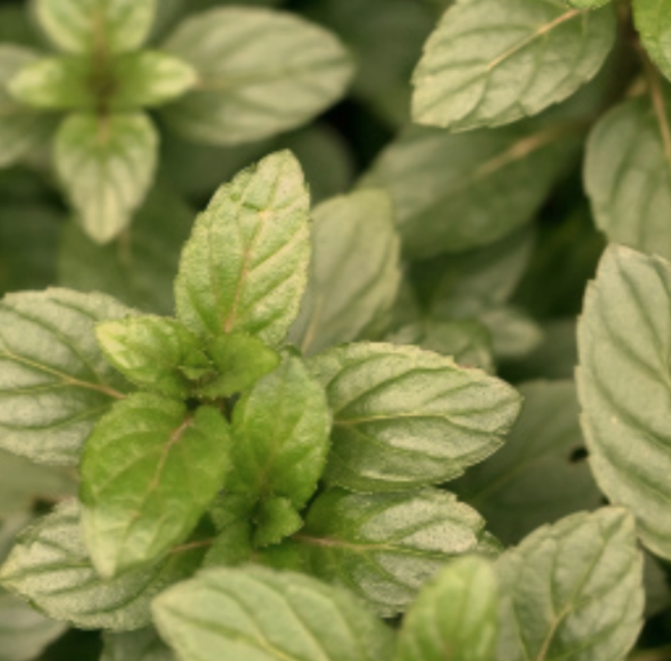 Mint &#39;Chocolate&#39; - 4&quot;