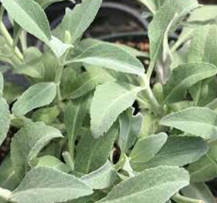 Salvia apiana &#39;compacta&#39; (White Sage)- 5g