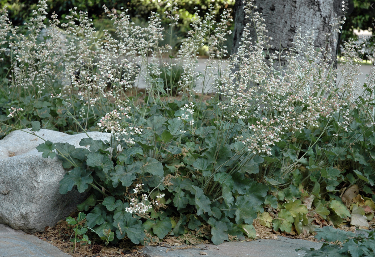Heuchera &#39;Opal&#39; - 1g