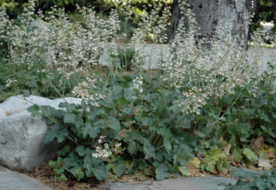Heuchera 'Opal' - 1g