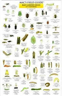 Mac&#39;s CA Garden Bugs