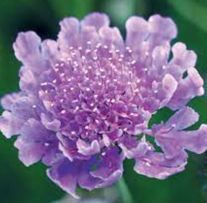 Scabiosa columbaria &#39;Vivid Violet&#39; - 4&quot;