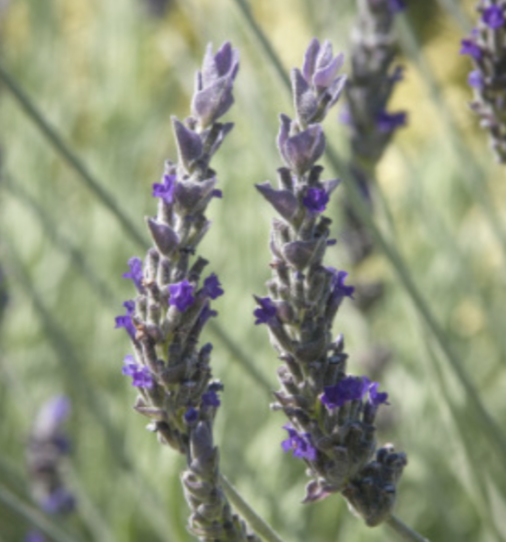 Lavender &#39;Goodwin Creek&#39; - 4&quot;