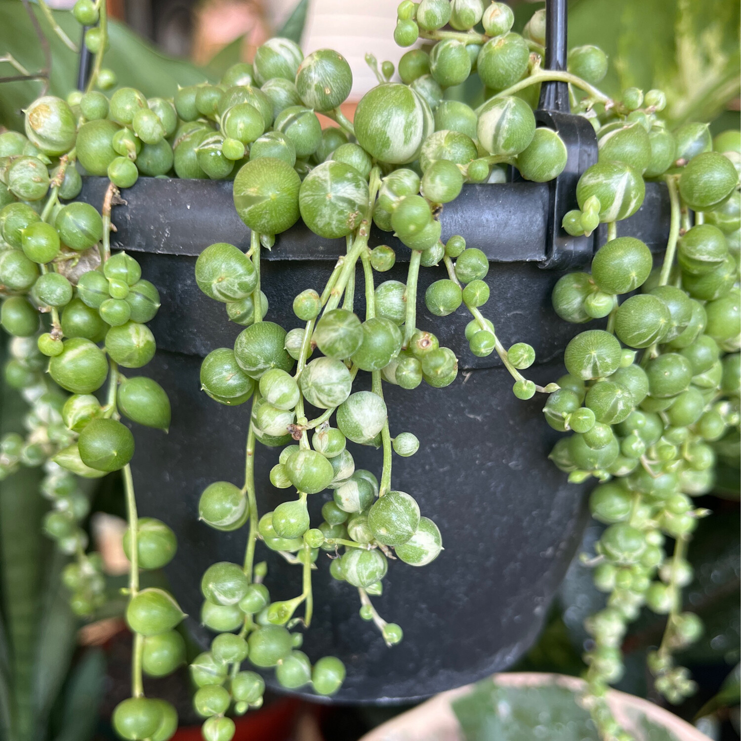 Variegated String of Pearls - 6&quot;