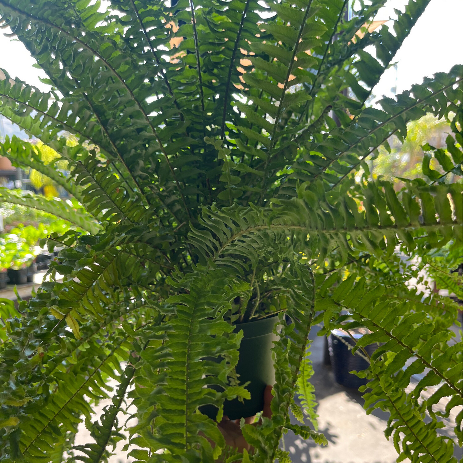 Nephrolepis exaltata (Ariane Fern) - 6&quot;