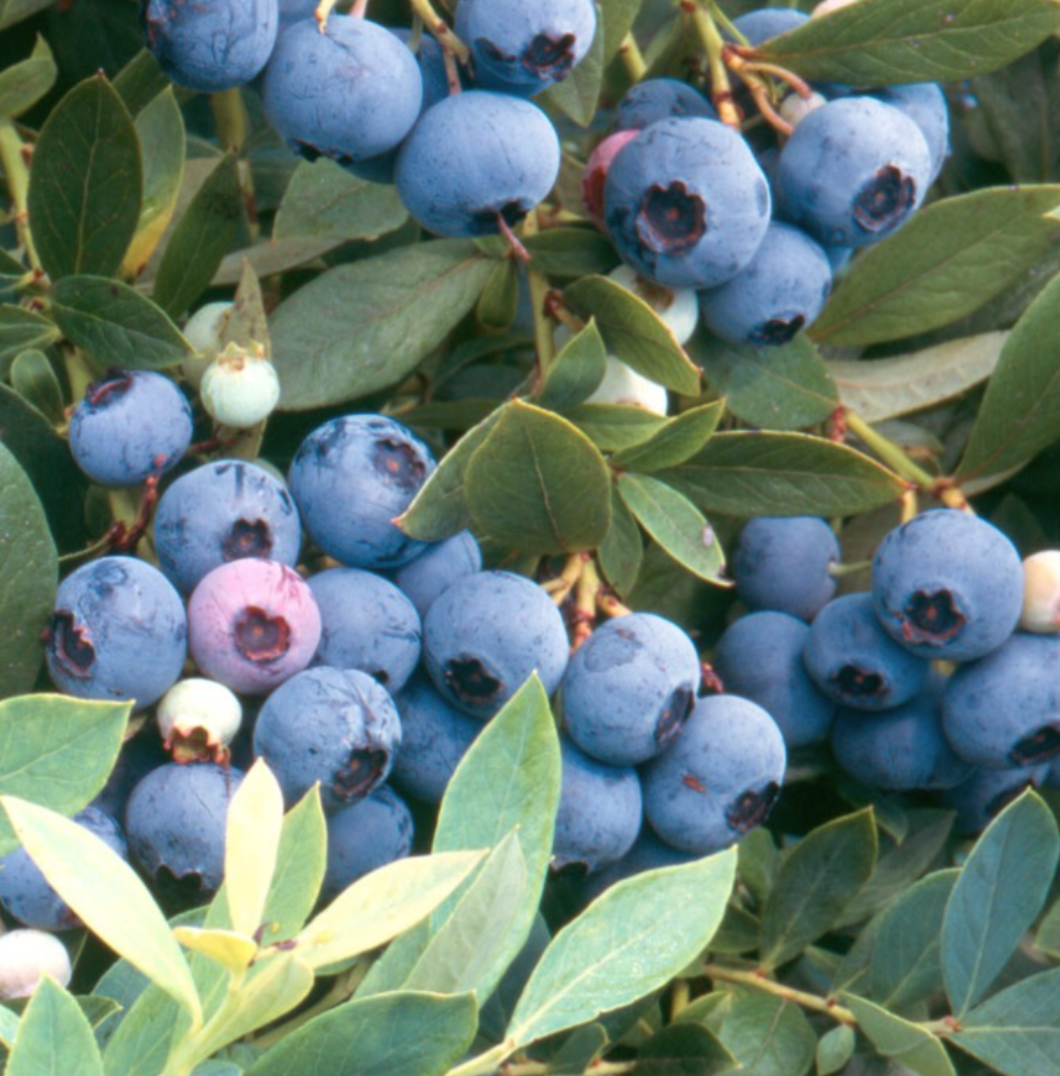 Blueberry &#39;Sunshine Blue&#39; - 8&quot;